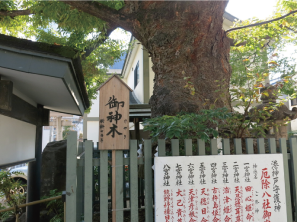 二宮神社のご神木